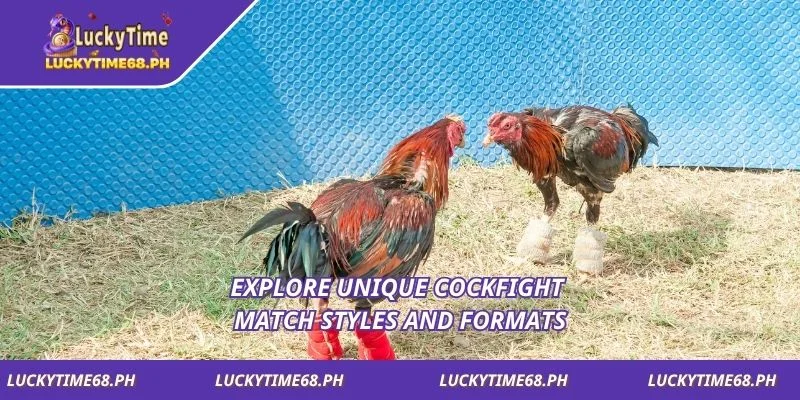 Explore unique cockfight match styles and formats