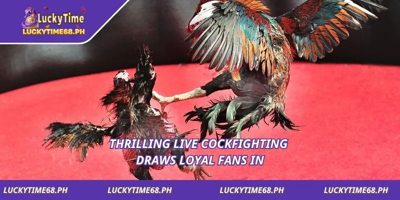 Thrilling live cockfighting draws loyal fans in